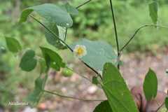 Abutilon crispum